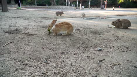 Wide-shot-of-rabbits-eating-and-playing-on-Okunoshima,-Rabbit-Island-in-Japan