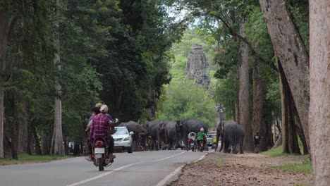 Elephants-Crossing-the-Road-Through-the-Jungle-Near-Angkor-Wat-Temples