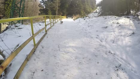 Walking-on-a-snowy-trail