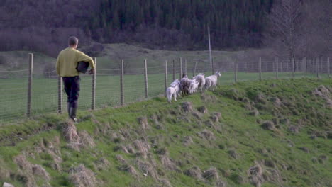 Farmer,-sheep-and-lamb-walking-along-a-fence-in-a-field_slomo