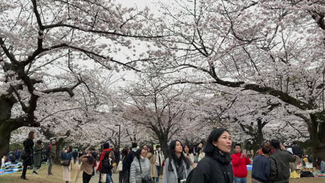 People-enjoy-walking-and-photographing-on-a-path-with-cherry-blossoms-at-Yoyogi-Park