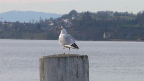 Blackheaded-gull-standing-on-a-pier