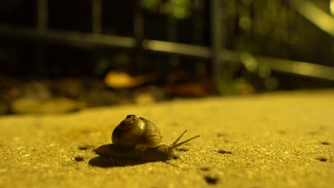 A-snail-moves-through-the-dark-night