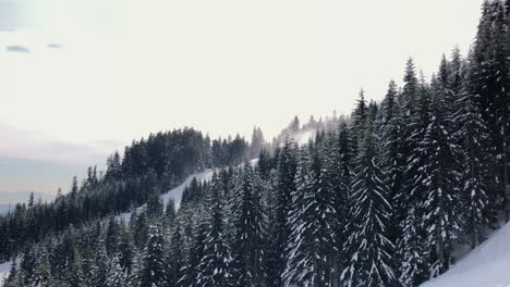 Trees-covered-by-snow-view-from-lift-on-Cypress-mountain