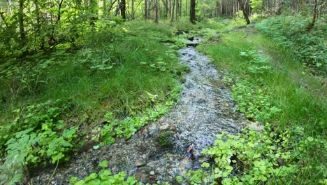 Ein-Kleiner-Waldfluss-Im-Trockenen-Sommer