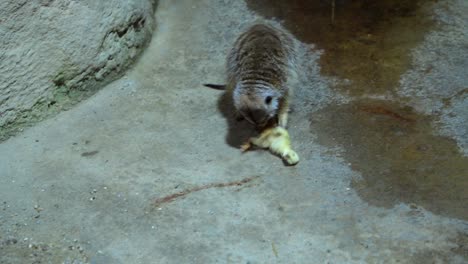 Rock-hyrax-playing-with-dead-chicken-in-a-zoo