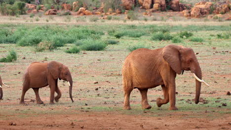 Crías-De-Elefantes-Caminan-A-Través-Del-Marco-Con-Elefantes-Adultos