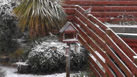 pigeon-too-big-to-use-feeders-in-the-garden-during-heavy-snow