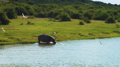 Rhinoceros-on-the-shore-of-Lake-Albert,-Uganda