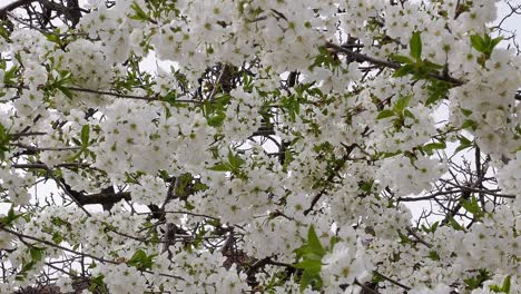 Morello-tree,-during-flowering