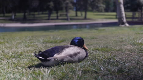 Sleepy-duck-seen-from-ground-level