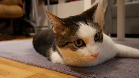 Katze-Entspannt-Sich-Auf-Dem-Grauen-Teppich,-Während-Die-Dame-Auf-Dem-Crosstrainer-Trainiert