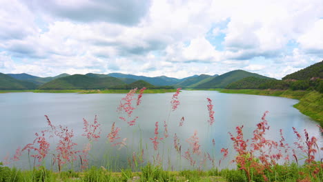 Fresh-wind-blowing-grass-flowers-on-the-lake-valley-with-clouds-sky