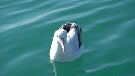 Albatros-Schwimmt-An-Einem-Ruhigen-Tag-Auf-Dem-Wasser-In-Kaikoura,-Neuseeland