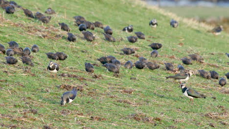 Flock-of-Starlings-on-a-uplands-pasture-at-wintertime,-feeding-on-earthworms-and-grubs-along-with-Lapwings-in-the-North-Pennies-area-of-outstanding-natural-beauty,-North-of-England