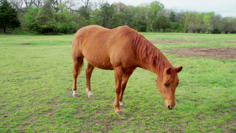 This-is-a-shot-of-a-beautiful-horse-eating-grass-and-then-posing-for-the-camera-for-a-glorious-portrait