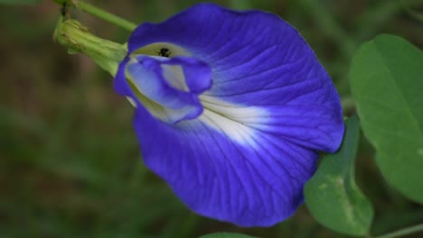 Flor-De-Guisante-De-Mariposa-Azul-En-El-País-Tropical-Sri-Lanka-Con-Hormigas-Negras-En-Ella