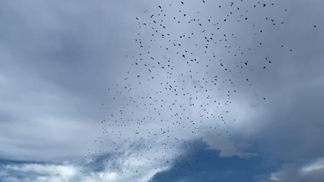 Flock-of-birds-flying-in-the-sky
