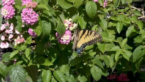 wide-angle-of-a-yellow-butterfly-feeding-on-pink-flowers-in-the-summer