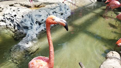 Zeitlupe-Eines-Flamingos,-Der-Sich-Umschaut