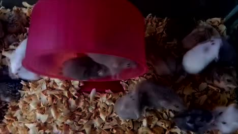 Hamster,-Die-In-Rindern-Spielen