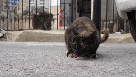 Gato-Callejero-Siendo-Alimentado-En-Las-Calles-De-St-Julian&#39;s-Malta-Alrededor-De-Marzo-De-2019