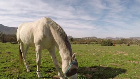 Pferd-Aus-Nächster-Nähe-Im-Noordhoek-Common-In-Kapstadt,-Südafrika,-Gefangen