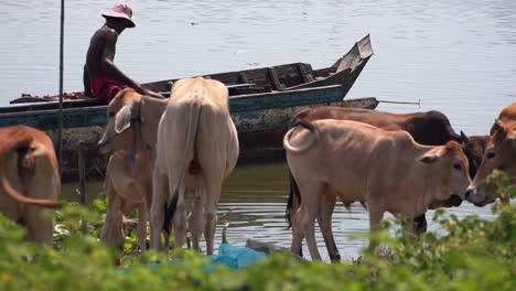 Cows-with-Man-on-a-Boat-in-the-Background