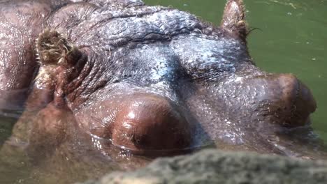 Primer-Plano-De-Un-Gran-Hipopótamo-Refrescándose-En-El-Agua