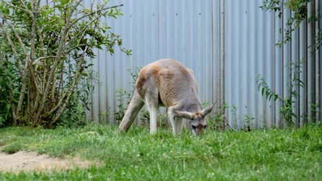 Kangaroo-forages-at-Columbus-Zoo