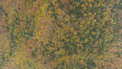 Aerial:-Looking-Down-On-Forest-Of-Balkan,-Autumn-Colors
