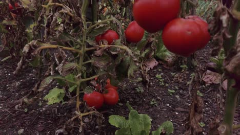 Tomatoes-ripening-on-the-vine-at-the-local-community-garden-in-a-residential-nieghborhood,-slow-motion