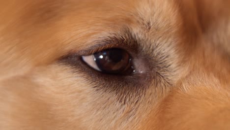 Das-Auge-Des-Golden-Retriever-Hundes
