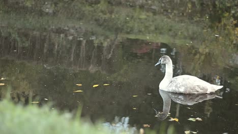 Young-swan-floating-on-river-reflections