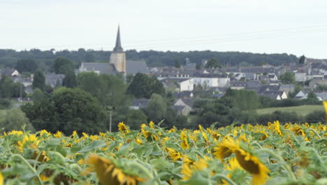 Sunflower-field-in-front-and-view-toward-Jarzé-village,-Poitou-Charente,-France,-Europe