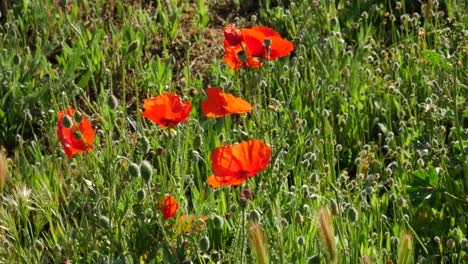 A-few-poppies-with-a-bee-flying-around