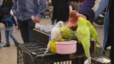 Street-Entertainer-Giving-Demonstration-With-Parakeets-in-Tehran,-Iran