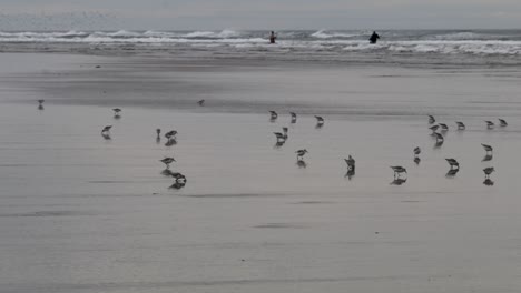 Sandpiper's-on-the-beach-feeding-in-the-surf