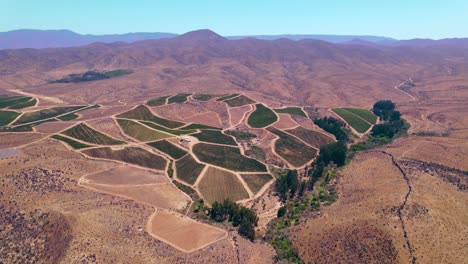Establishing-shot-of-a-large-vineyard-production-within-Fray-Jorge,-Limari-Valley,-Chile