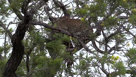 Female-leopard-feeds-on-kill-in-a-tree-as-wind-blows-through-leaves-and-branches-in-Greater-Kruger-National-Park-in-South-Africa