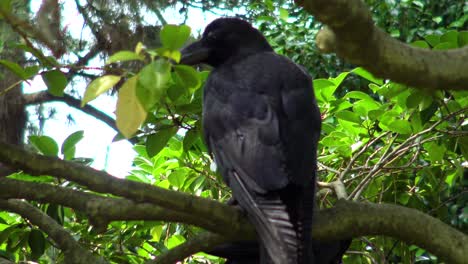 The-view-of-a-crow-perching-in-a-tree