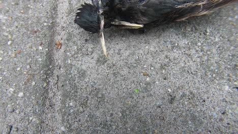 dead-starling-head-close-up-shot-pan-reveal-–-a-lovely-dead-bird-left-as-a-present-by-a-cat