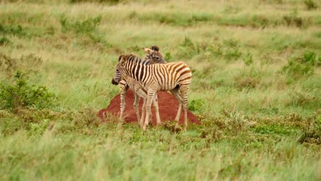 Slow-motion:-Two-Burchell's-Zebra-foals-are-startled,-run-through-grassy-landscape-and-race-through-zebra-herd,-with-wildebeest-herd-in-background
