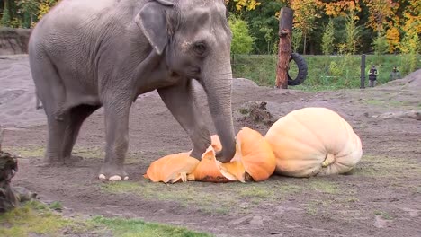 Elefant-Zerschmettert-Und-Isst-Einen-Kürbis-Im-Zoo-Von-Oregon