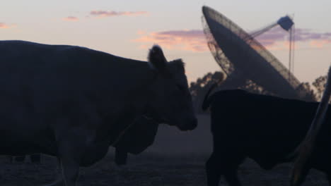 Oído-Hablar-De-Vacas-Pastando-Tranquilamente-Con-Un-Radiotelescopio-En-El-Fondo