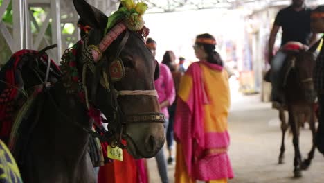 Pilgrims-taking-horses-to-reach-at-the-top-of-Vaishno-Devi-track