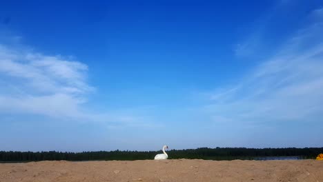 white-swan-at-beach-during-summer-lot-of-people-around