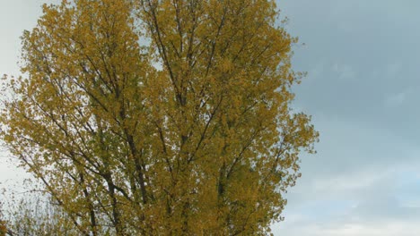 Starker-Herbstwind-Weht-Durch-Einen-Riesigen-Gelben-Baum-In-Berlin,-Deutschland