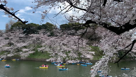 Big-branch-with-cherry-blossoms-and-people-navigating-boats-on-the-Imperial-Palace-moat-at-Chidorigafuchi-Park