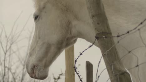 White-horse-looks-out-over-fence